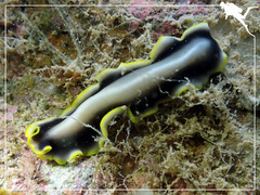 Pseudoceros paralaticlavus