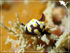 Colpodaspis thompsoni