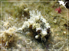 Goniodoris joubini