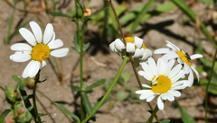 Leucanthemum vulgare