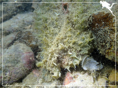 Dolabella auricularia