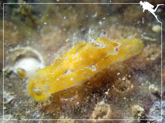 Plocamopherus pecoso