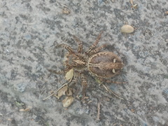 Plexippus paykulli