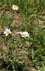 Leucanthemum vulgare