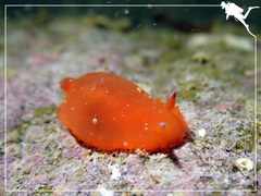 Dendrodoris guttata