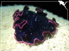 Pseudobiceros gloriosus