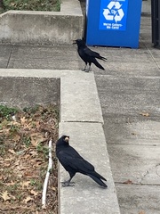 Corvus