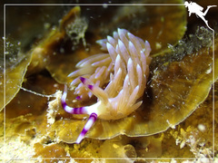 Pteraeolidia semperi