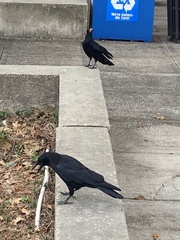 Corvus