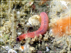 Phyllodocidae
