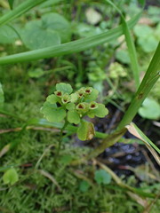 Chrysosplenium tetrandrum