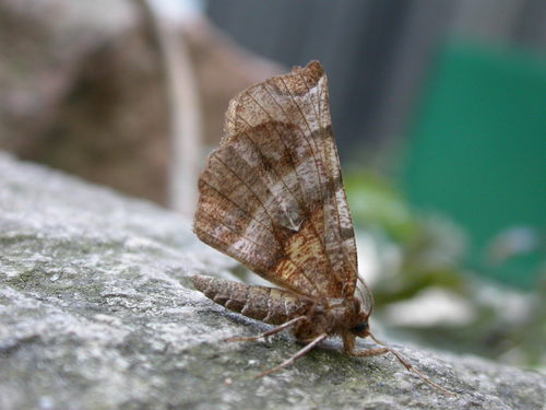 Selenia nuotrauka