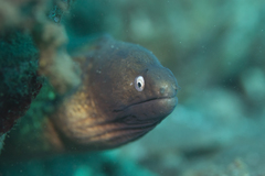 Gymnothorax thyrsoideus
