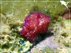 Pseudoceros cruentus