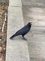 Corvus