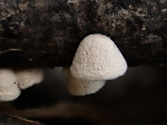 Schizophyllum amplum