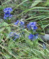 Gentiana affinis