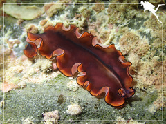 Pseudobiceros splendidus