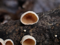 Schizophyllum amplum