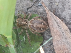 Plexippus paykulli