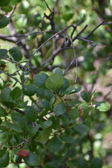 Betula glandulosa