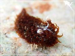 Madrella ferruginosa