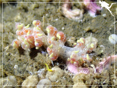 Phyllodesmium poindimiei