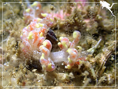 Phyllodesmium poindimiei