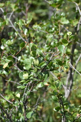 Betula glandulosa