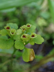 Chrysosplenium tetrandrum