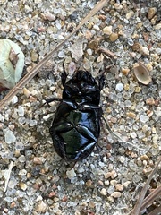 Dyscinetus morator