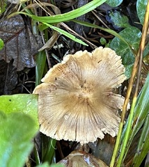 Pseudosperma sororium