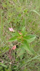 Impatiens platypetala