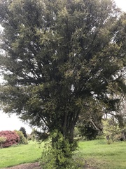 Podocarpus totara