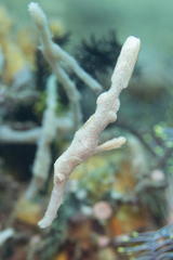 Solenostomus halimeda