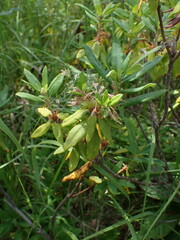 Rhododendron columbianum