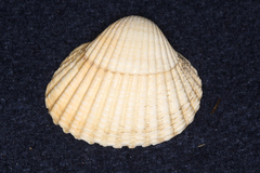 Cardiidae