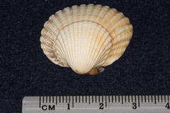 Cardiidae