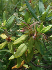 Rhododendron columbianum