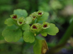 Chrysosplenium tetrandrum