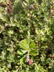 Vaccinium darrowii