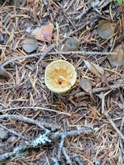 Turbinellus kauffmanii