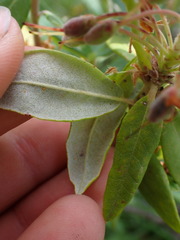 Rhododendron columbianum