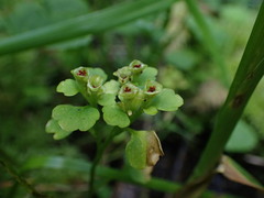 Chrysosplenium tetrandrum