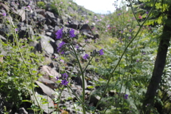 Mirabilis viscosa
