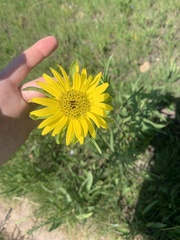 Silphium laciniatum
