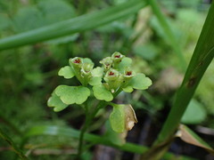 Chrysosplenium tetrandrum