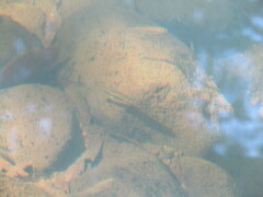 Rhinichthys atratulus