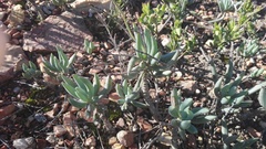 Curio crassulifolius