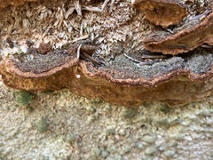 Phellinopsis conchata